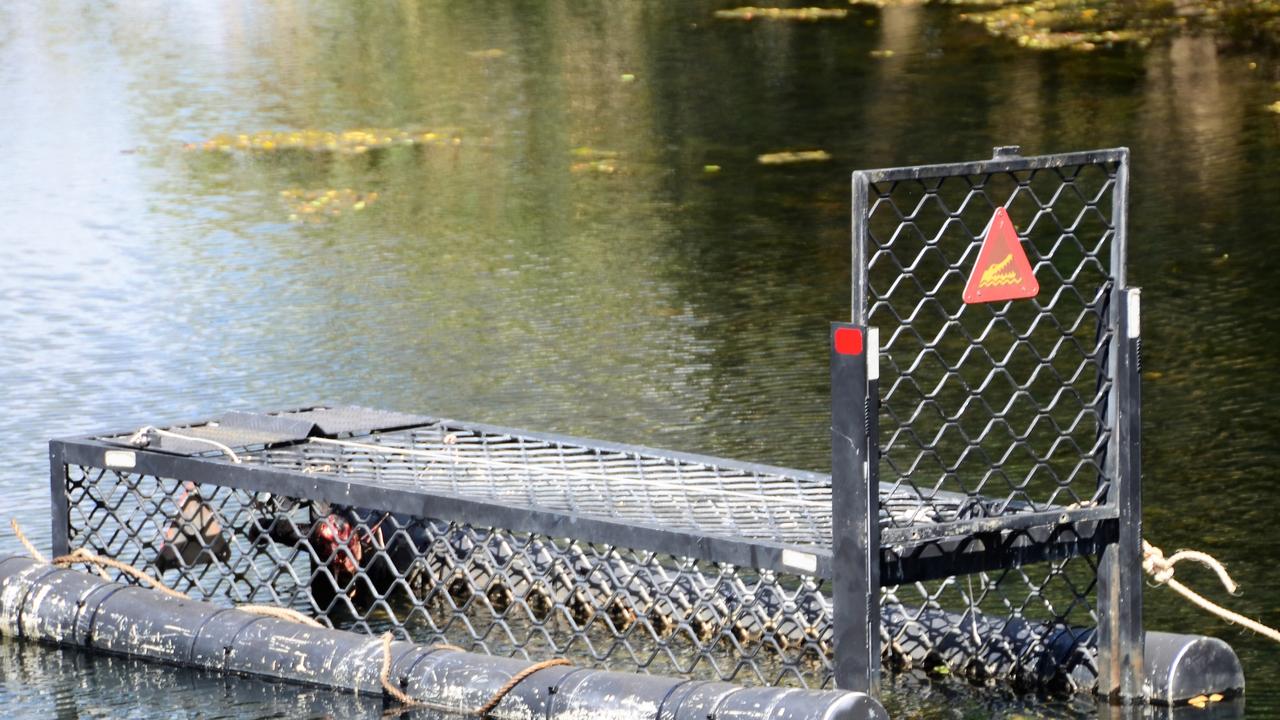 Wildlife officers from the Department of Environment place traps to capture ‘problem’ crocs. Picture: Cameron Bates