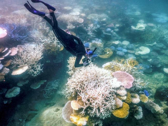 (FILES) In this underwater photo taken on April 5, 2024, marine biologist Anne Hoggett snorkels to inspect and record bleached and dead coral around Lizard Island on the Great Barrier Reef, located 270 kilometres (167 miles) north of the city of Cairns. Australia must take "urgent" action to protect the Great Barrier Reef, including setting more ambitious climate targets, the UN's cultural organisation has warned. In a draft decision, released late June 24, UNESCO also asked Australia to submit an update on protection efforts early next year, but stopped short of recommending the reef be placed on its list of endangered heritage sites. (Photo by David GRAY / AFP)
