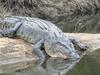 Decision made on removal of MONSTER Russell River croc