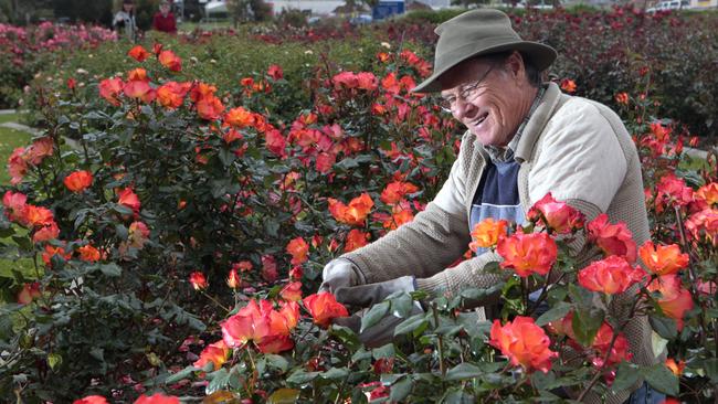 Rose lovers will delight in the Mornington Rose Garden.