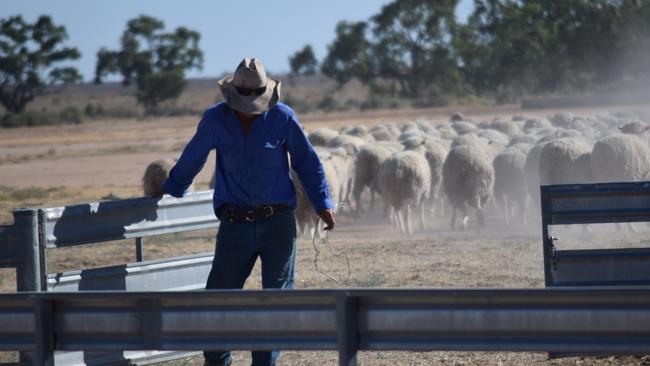 The ewes are released at Tupra station, via Hay, Picture: Jamie-Lee Oldfield