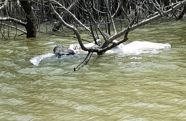 A Shady Camp cannibal croc, carries away a 2m dead croc. Picture: Jason Price