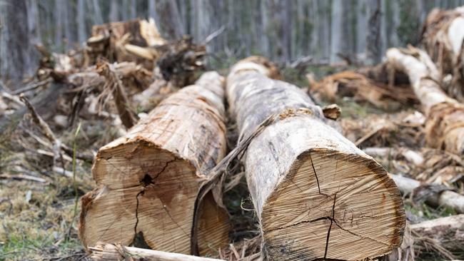 Damian Salpietro and two others illegally cut firewood in Metcalfe Nature Conservation Reserve. File picture: Zoe Phillips