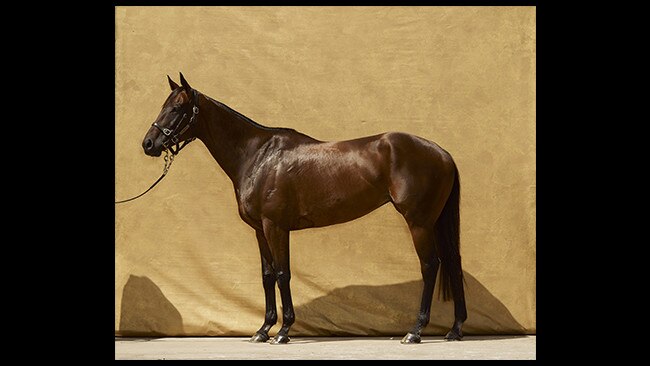 An image of Winx from Vogue Australia April 2019. Photography by Justin Ridler