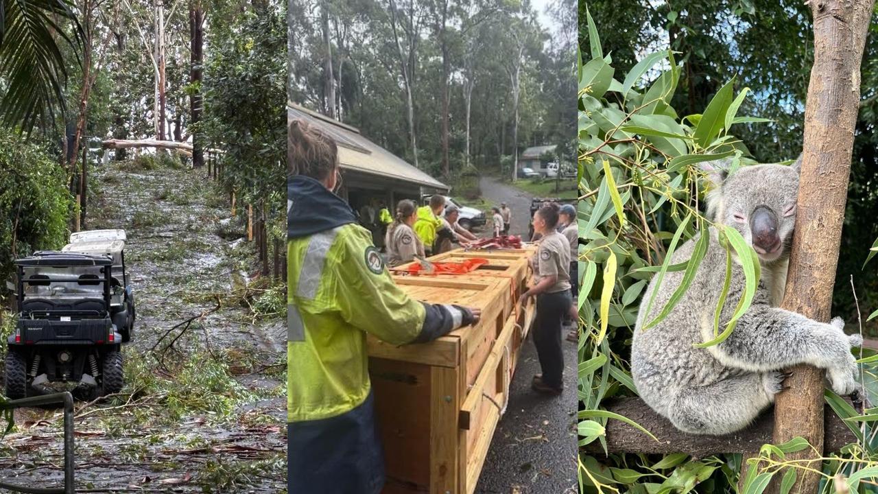 Crocodile count up as Currumbin Wildlife sanctuary reopens