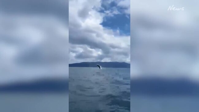 JUMPSCARE Humpback whale surprises fishing crew on Tasmanian coast