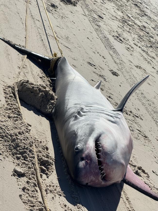 Four great white shark have wash up on the shores in a matter of weeks. Picture: Casey Treloar/7NEWS