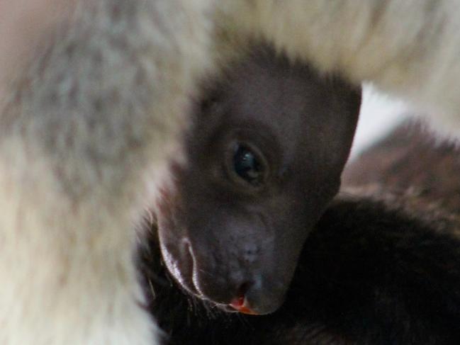 Rare baby tree kangaroo born