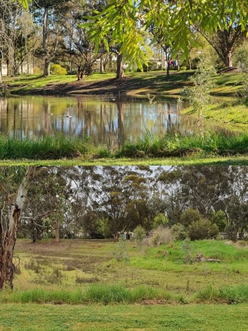 The Nuriootpa duck pond after rain (above) and 11 days later (below). Pictures. Supplied.