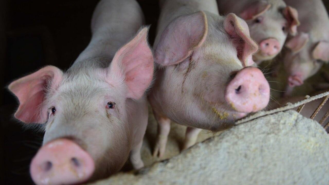 Pig heart transplant should ‘give us all hope’