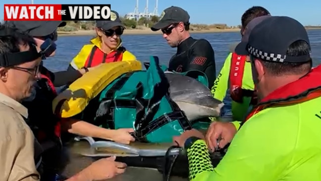 Dolphin rescued in Port Phillip Bay