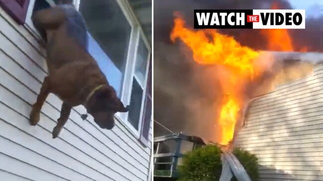 Dog leaps from window to escape burning house