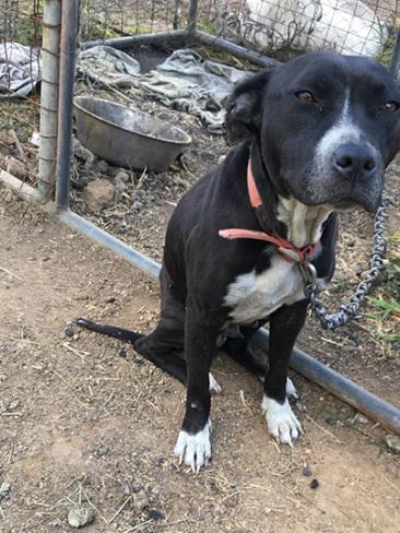 Moo Moo was found by the RSPCA Queensland tied up like this. She had been tethered for two years. The owner was heavily fined, sentenced to a period of 18 months probation, and prohibited from owning animals for 5 years. She's now in a loving new home. Photo: RSPCA Queensland