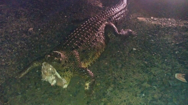 A decapitated croc discovered at Trinity Inlet in 2013.