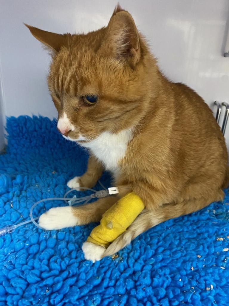 Garfield the cat at the vet.