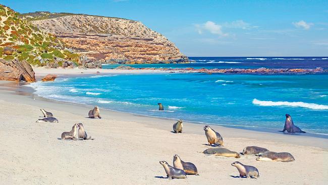 Seal Bay Conservation Park, Kangaroo Island. Picture: Tourism Australia