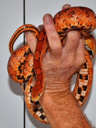 Fifth American Corn Snake Found On The Central Coast 