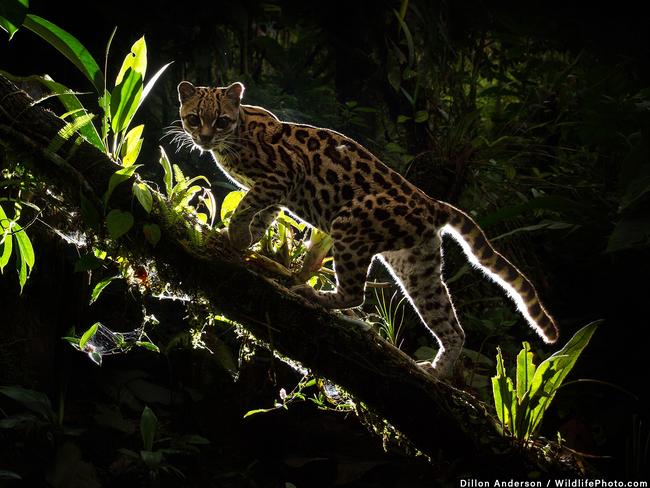 Shadow Cat, a picture of the Maragay, won the top prize in the WildlifePhoto.com 2016 Photo Competition Series. Picture: Dillon Anderson
