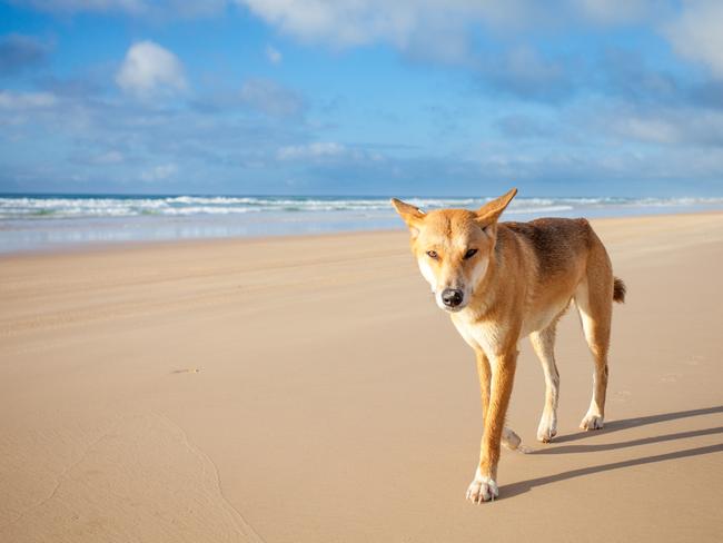 A dingo walking along 75 mile beach on K’gari on a sunny day.