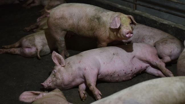 Pigs resting in a pen at a pig farm in Yiyang county, in China's central Henan province in 2018. Researchers in China have discovered a new type of swine flu that is capable of triggering a pandemic, according to a study published in the US science journal PNAS. Picture: Greg Baker/AFP