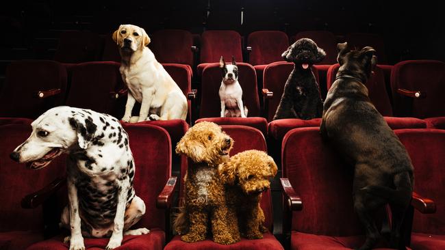 Lets’ Be Friends Furever at the Powerhouse Theatre.