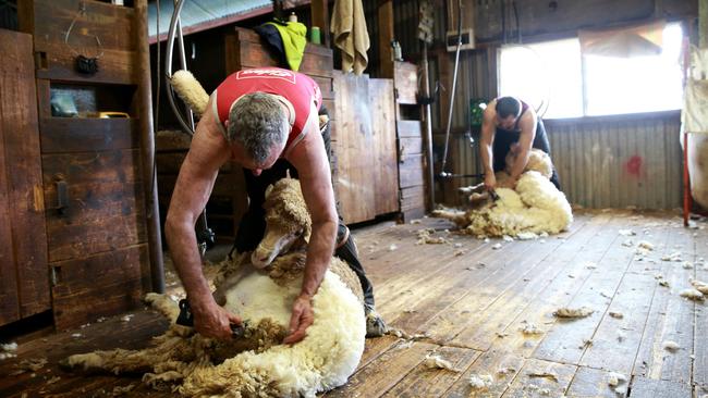 Victorian shearers wanting to work just over the border in NSW have to fly by plane into Sydney. Picture: File