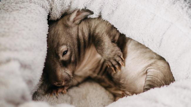 The cutest little wombat joey. Picture: Robert Lang