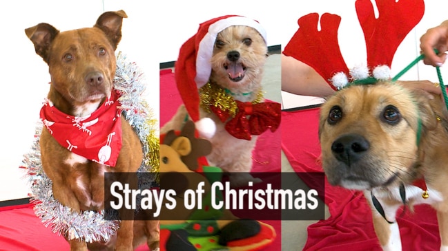 12 strays of Christmas