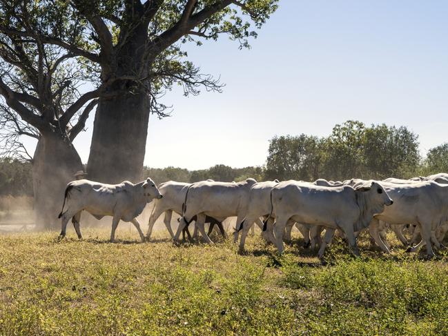 Situated on the edge of the remote Kimberley in the northwest corner of Australias Northern Territory, Bullo River is a working cattle station that strives to balance best practice pastoral work with a commitment to environmental and indigenous conservation.Photo- Tourism NTESCAPE 15 May 2022Cover feature Australia