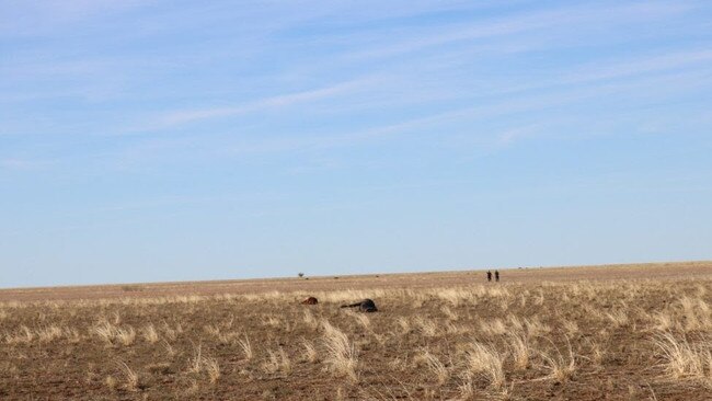 Police are combing Yanburra station for more injured or deceased horses. Picture: Queensland Police