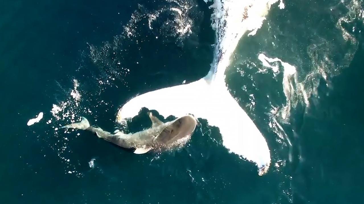 Tiger shark feeding on whale caught on amazing drone footage | Daily ...