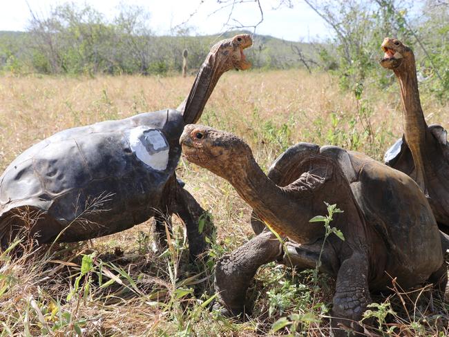 Handout picture released by Parque Nacional Galapagos (Galapagos National Park), showing chelonidis hoodensis turtles after being released by park rangers, in the area called Las Tunas, 2.5 km from the coast of Espanola Island in the Galapagos archipelago, Ecuador, on June 15, 2020. - Diego, an over 100 years-old giant tortoise considered a super male by saving his species from extinction in the Ecuadorian Galapagos archipelago, was returned to his native island Espanola after breeding in captivity for several decades, Environment Minister Paulo Proano, reported Monday. (Photo by - / Parque Nacional GalÃ¡pagos / AFP) / RESTRICTED TO EDITORIAL USE - MANDATORY CREDIT "AFP PHOTO / Parque Nacional Galapagos " - NO MARKETING - NO ADVERTISING CAMPAIGNS - DISTRIBUTED AS A SERVICE TO CLIENTS