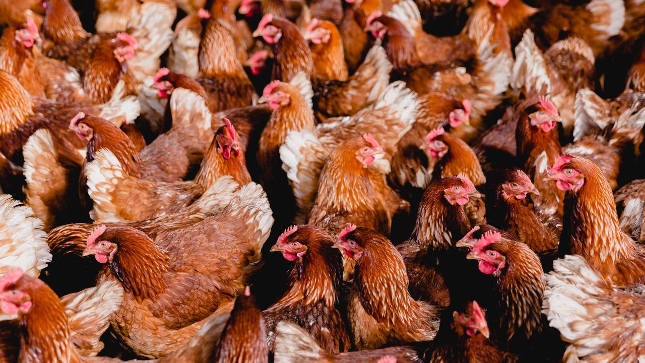 Avian influenza detected at third Victorian poultry farm