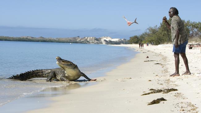 Yunupingu feeds a crocodile at Port Bradshaw in the Northern Territory. Picture: Peter Eve