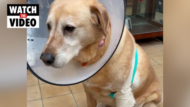 Family dog mauled by neighbour’s dog