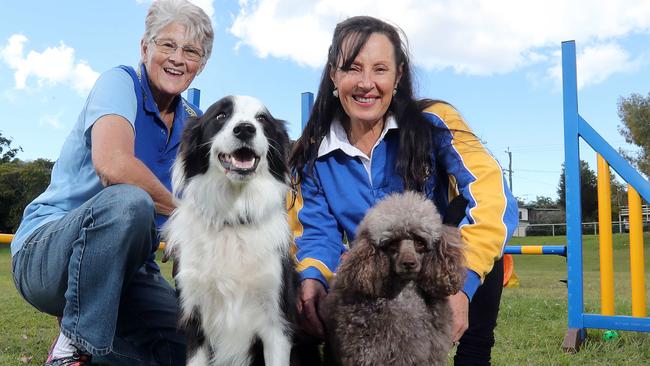 Gold Coast dog club hosts agility and jumping trials in Southport ...