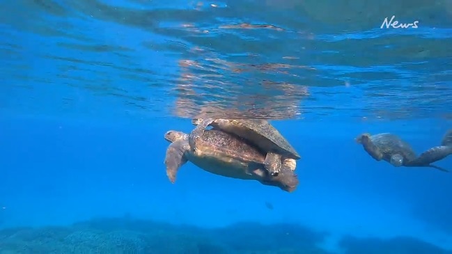Caught on camera - Turtles mating near Lady Elliot island