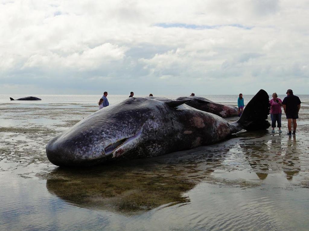 Whales beached near Ardrossan | The Advertiser