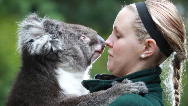 The SA state government has a multi-million dollar plan to redevelop Cleland Wildlife Park, expanding the tourist attraction and making it more profitable. Cleland Wildlife Park koala keeper Claire Petersen with Hank the koala.