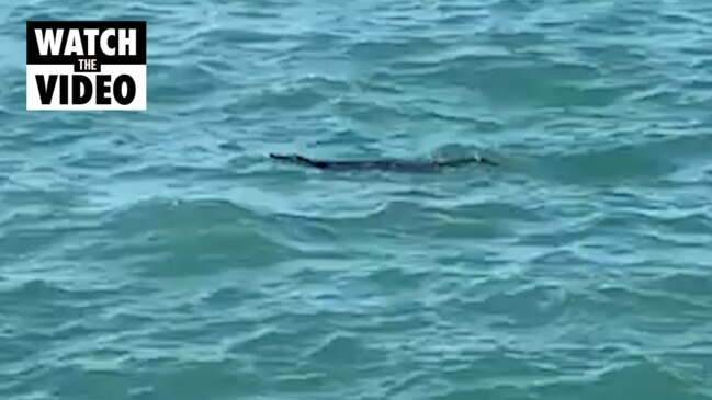 Croc spotted in Nightcliff