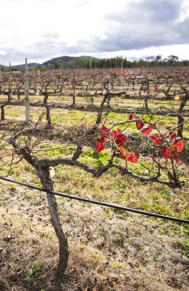 Qweekend travel. Ballandean Estate Wines, 354 Sundown Rd, Ballandean. Pic Mark Cranitch