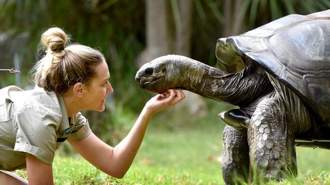 Keeper, Kristie Lawrence, oils the shell of Little John the Giant Tourtoise who is 100 years old at Melbourne Zoo. Picture: Jay Town