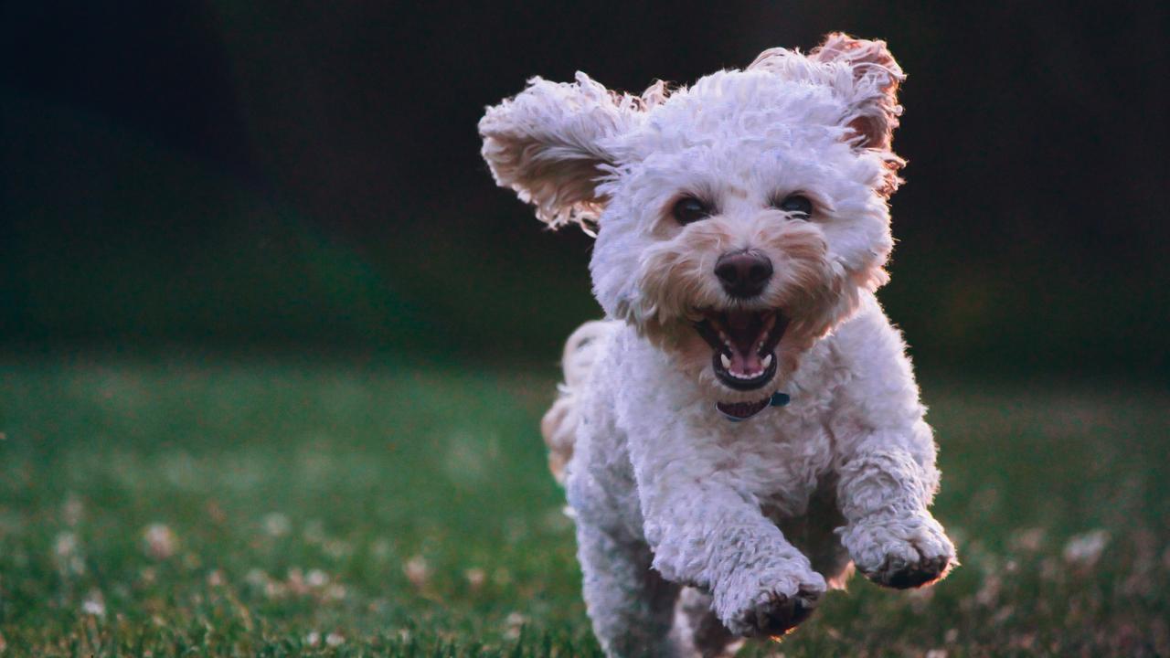 A new dog park could be constructed in Toowoomba.