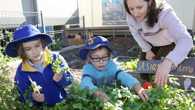 Taj Bald and Jackson Egan pick herbs with Joanne Holley at Manly West Public School.