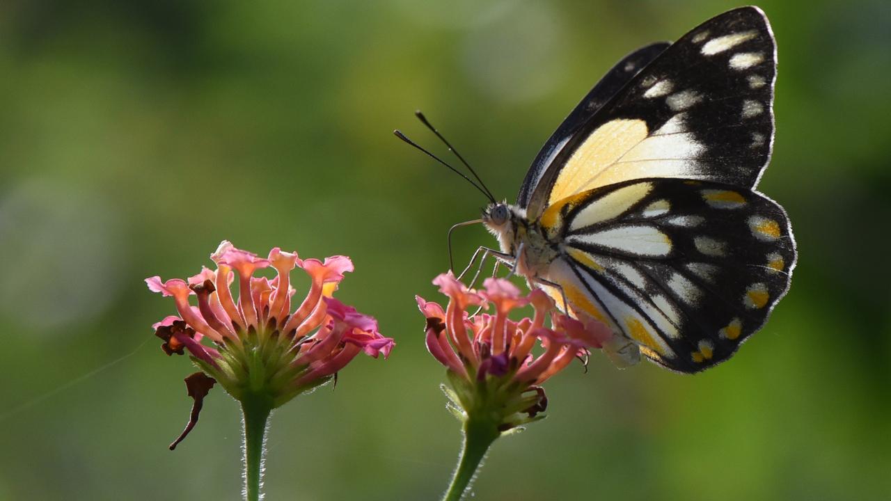 A caper white butterfly feeding on lantana flowers, Glasshouse Mountains, Queensland. Picture: Paul Francis