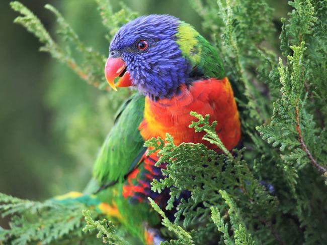 Rainbow Lorikeet looking around at Pialba.