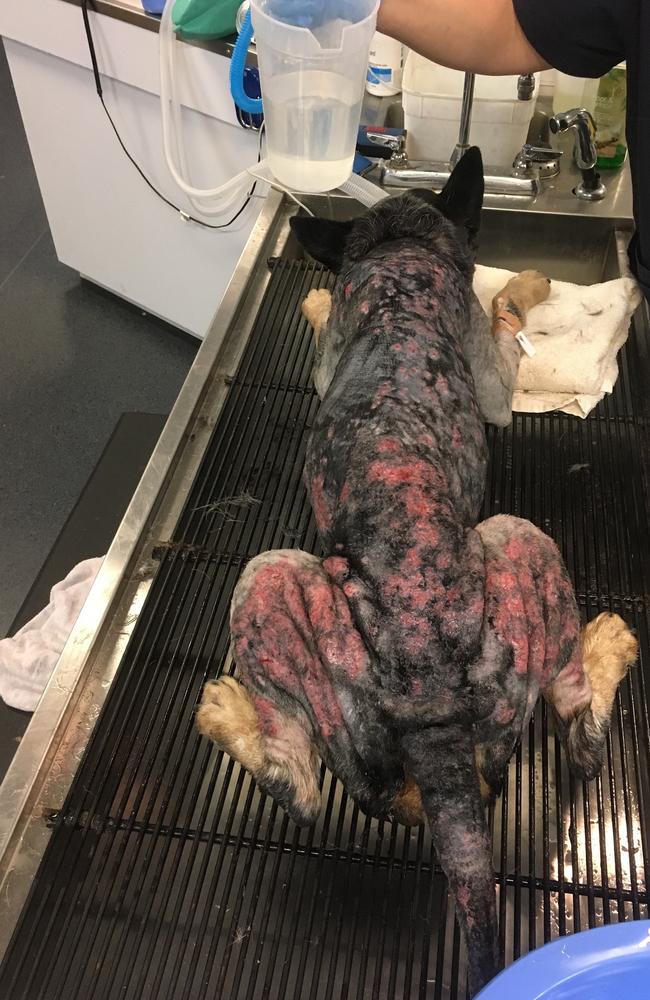 Moo is a cattle dog that was mistreated on the Gold Coast. Photo: RSPCA