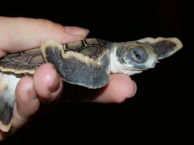 A post-hatchling Flatback Turtle. The Department of Environment and Science says the tiny turtles are dying along the Capricorn Coast after being attracted to vehicle headlights.