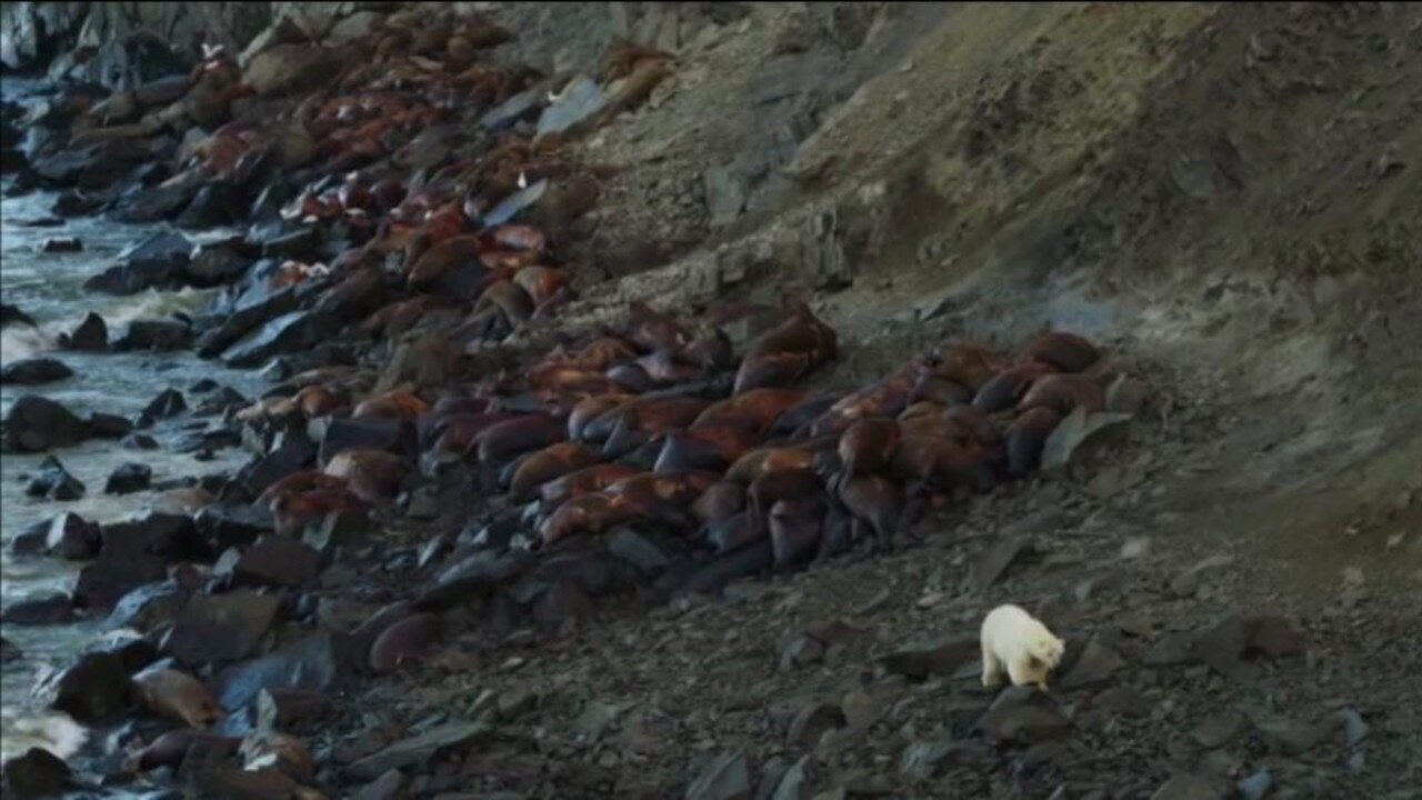 The polar bear and walruses. Picture: BBC