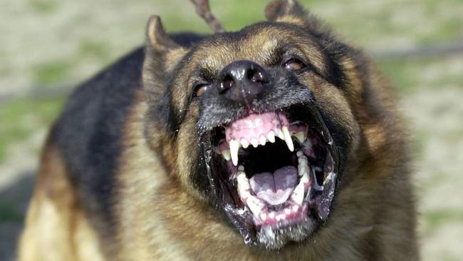 A series of dog attacks have been reported across City of Sydney in the last three months. Picture: Supplied